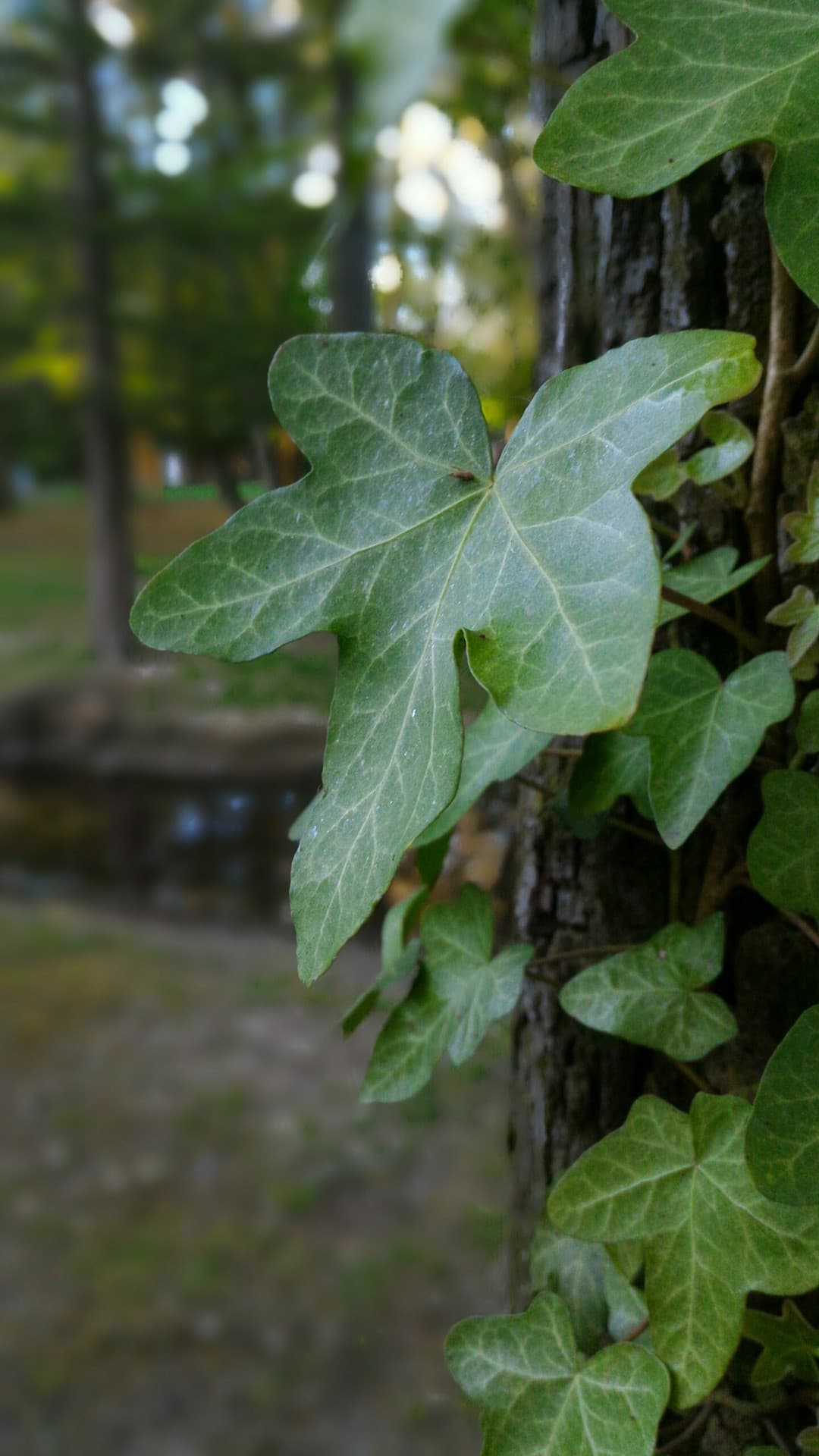 Ivy leaf