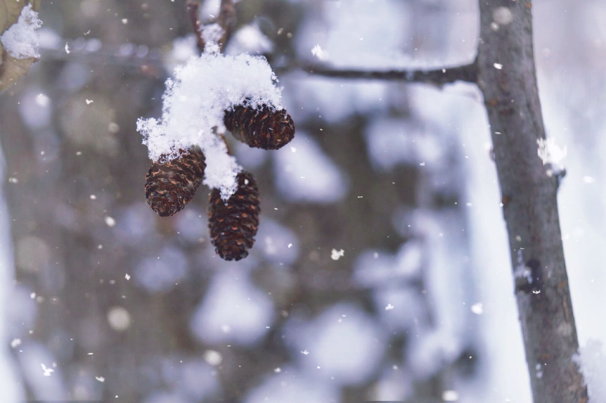 my fav winter pic