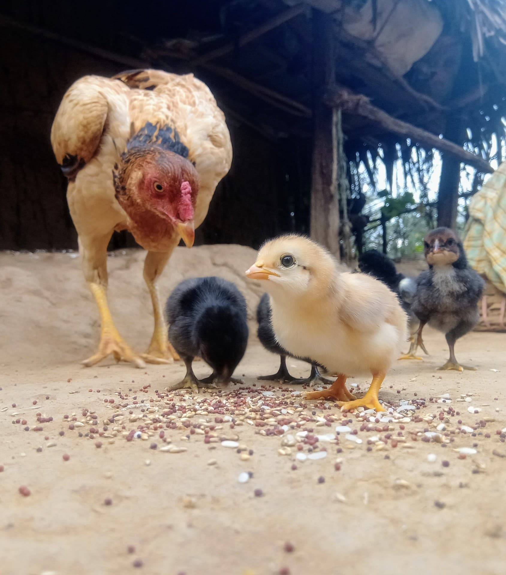 little chicken