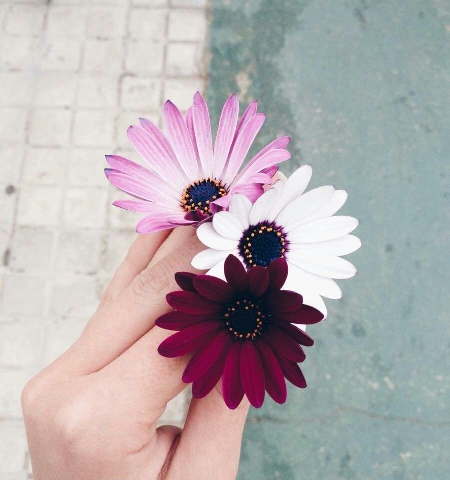 Flori