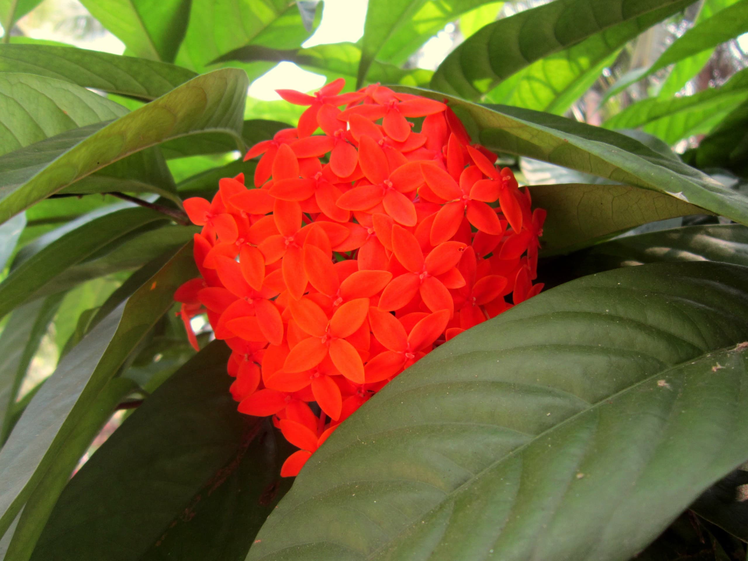 flower
