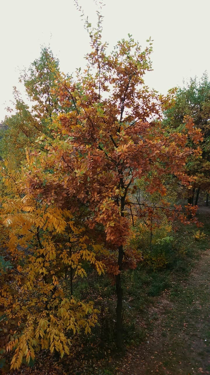 autumn