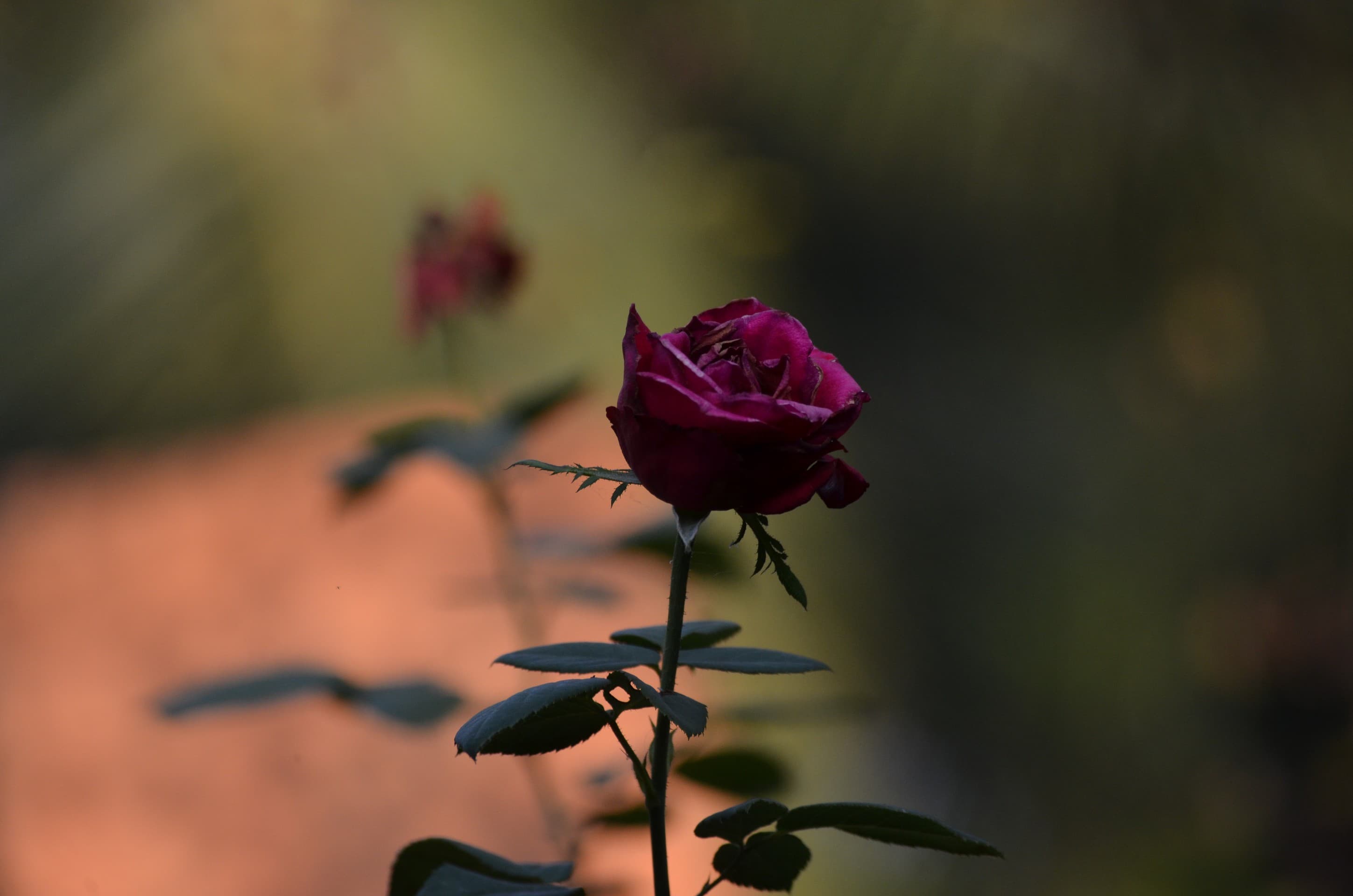 rose