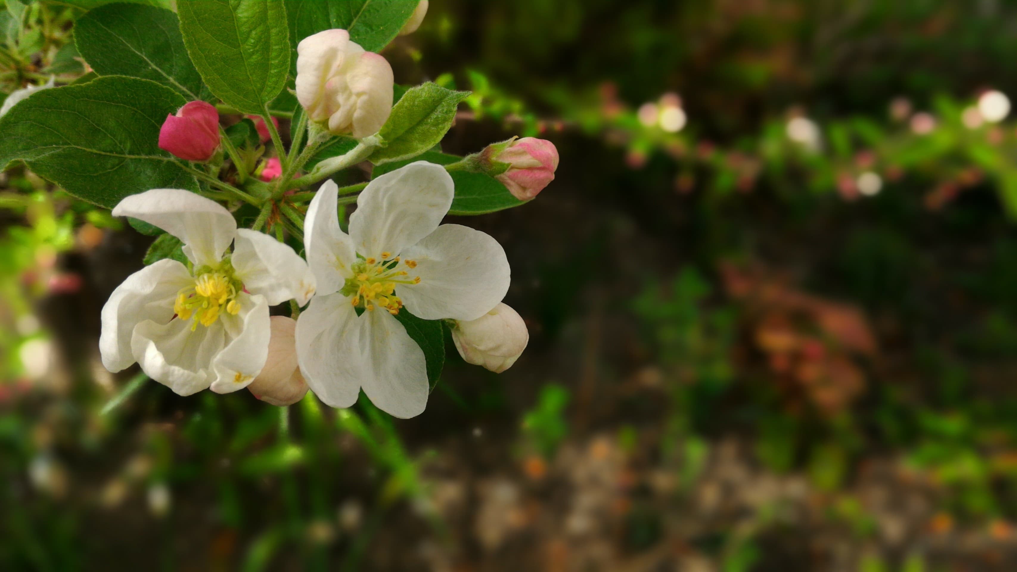 Spring