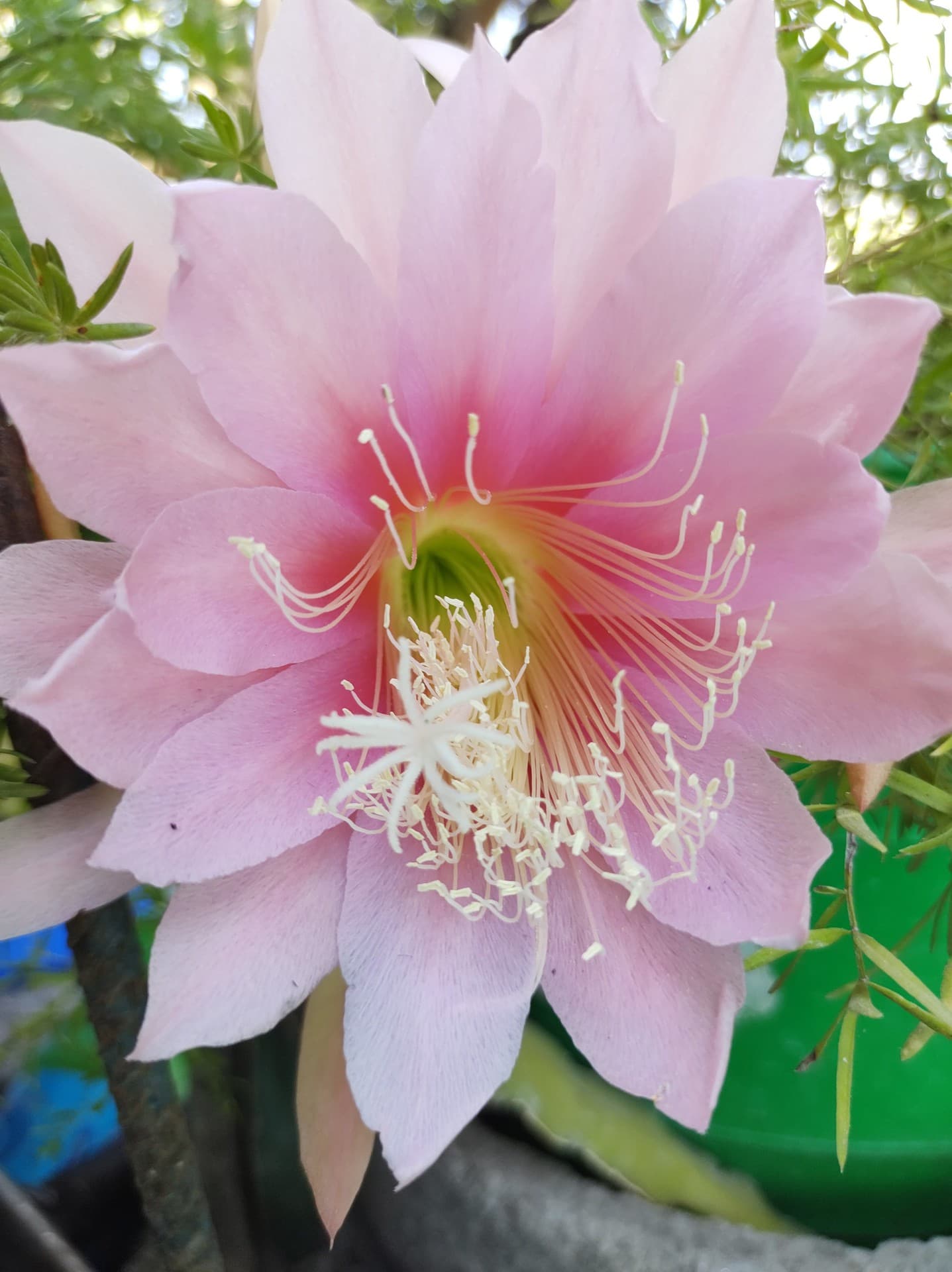 pinkflower
