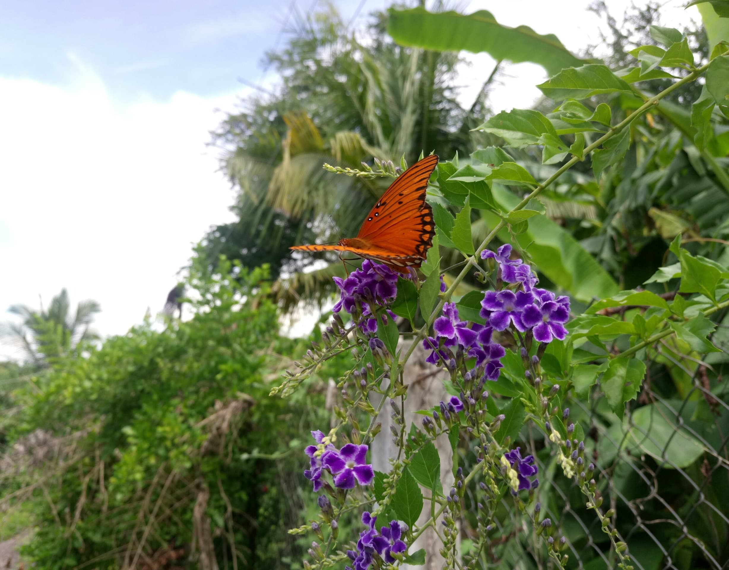 MARIPOSA, SAN LORENZO, GRO.