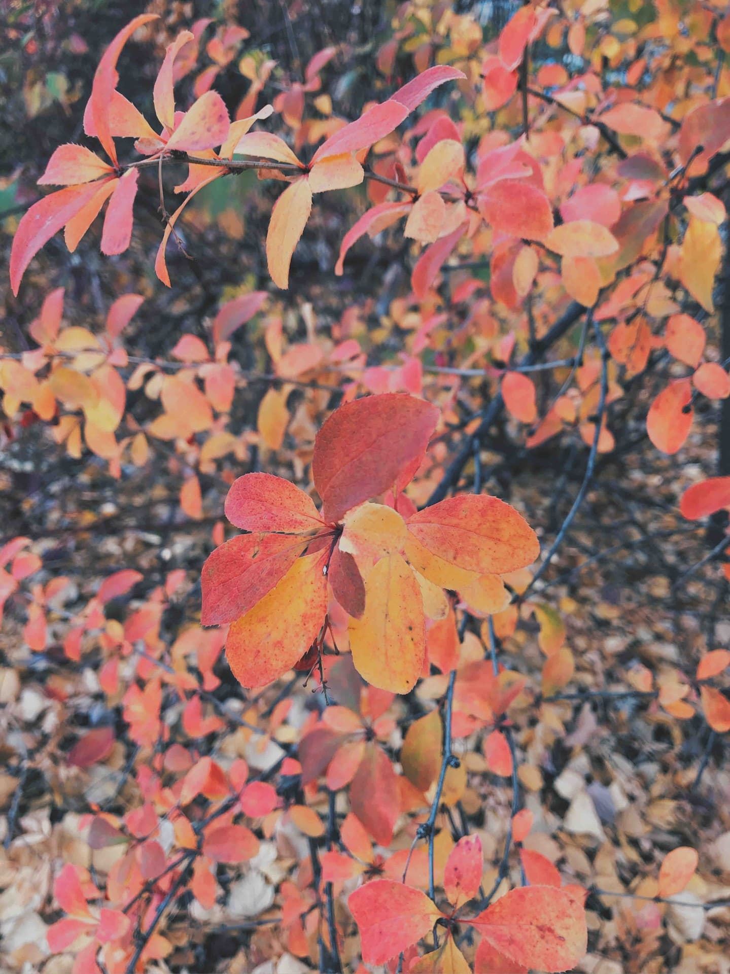 Autumn leaves