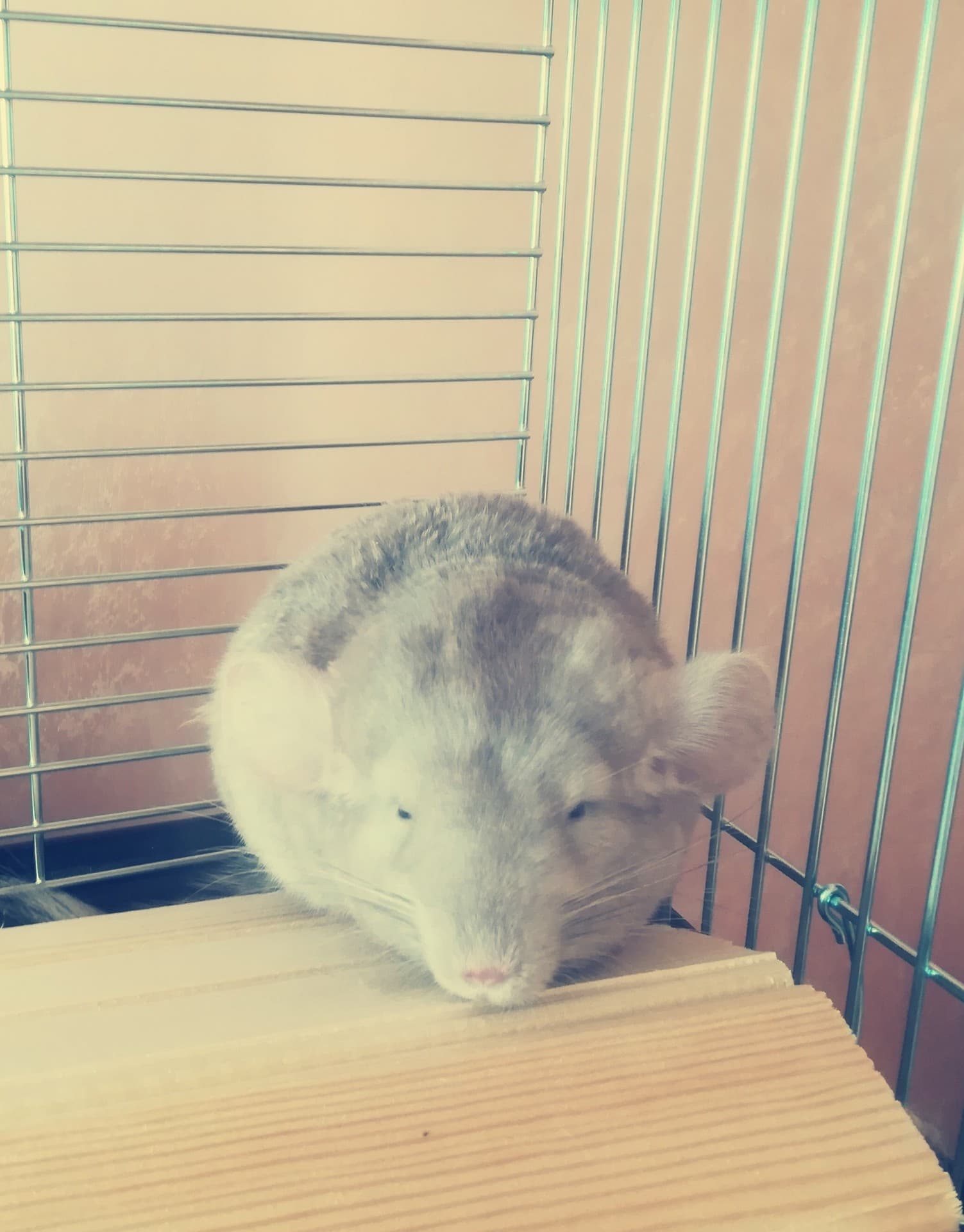 моя шиншила Шуша