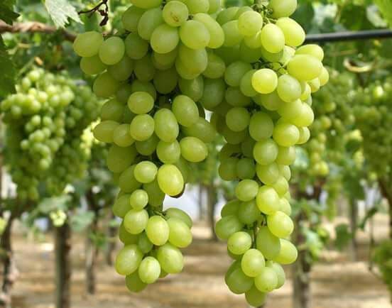 fruit