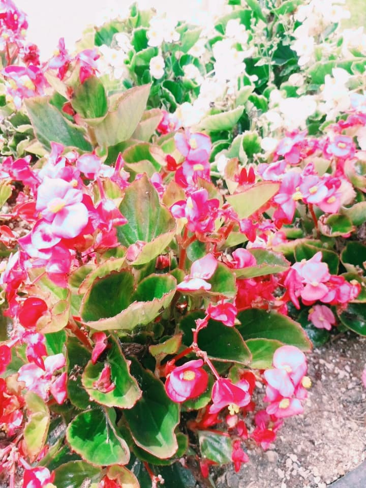 liveiy flower