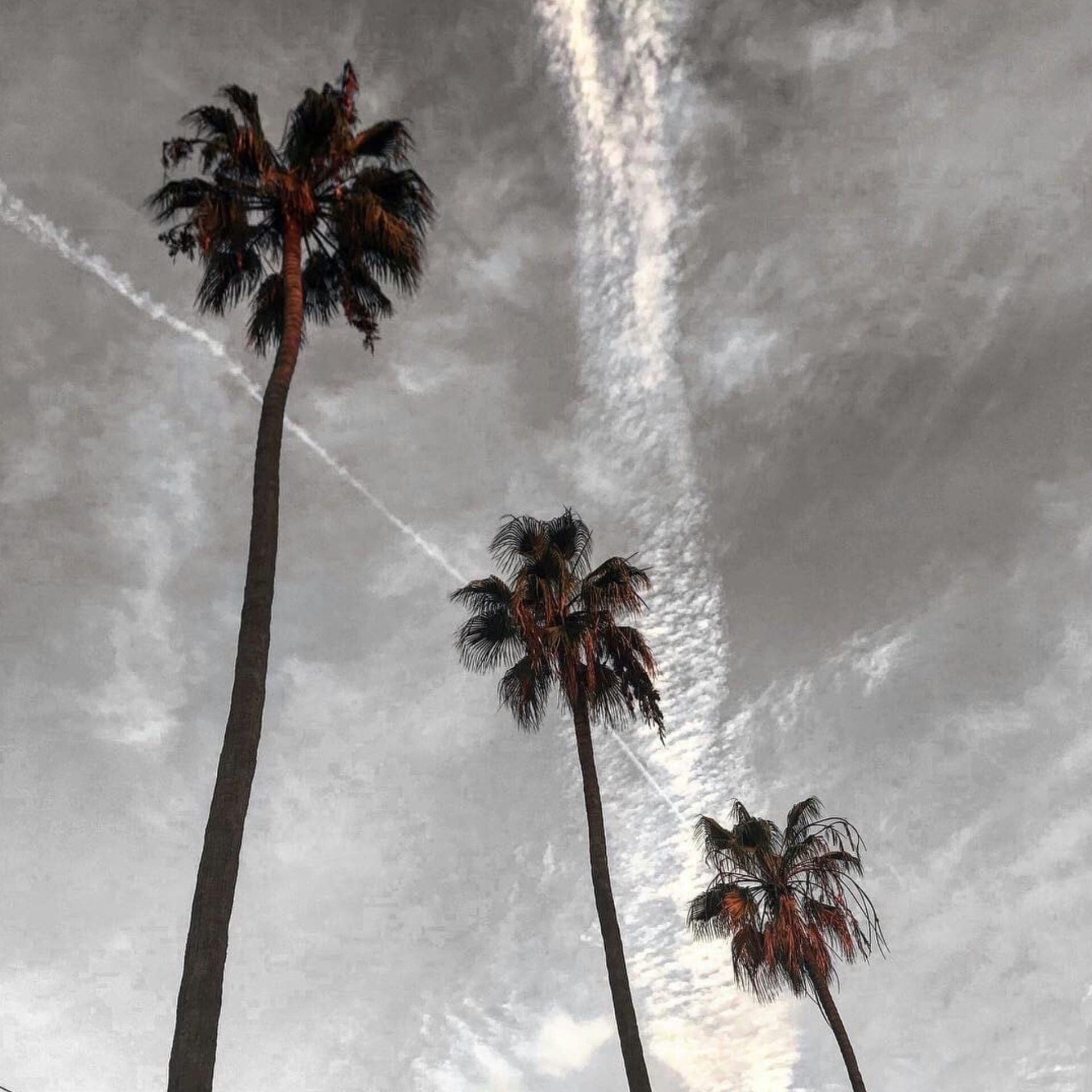 Palm trees under the clouds