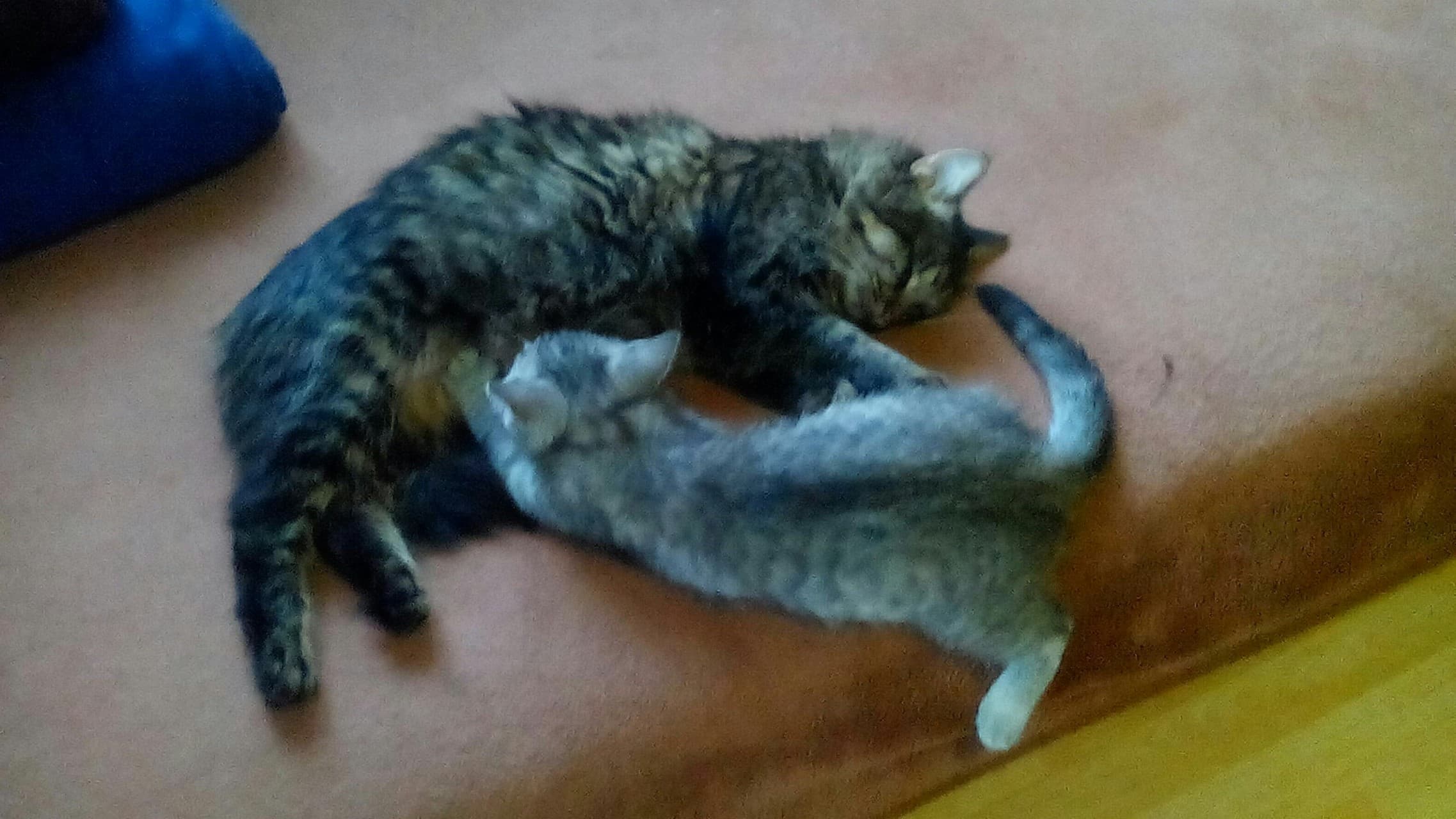 cat