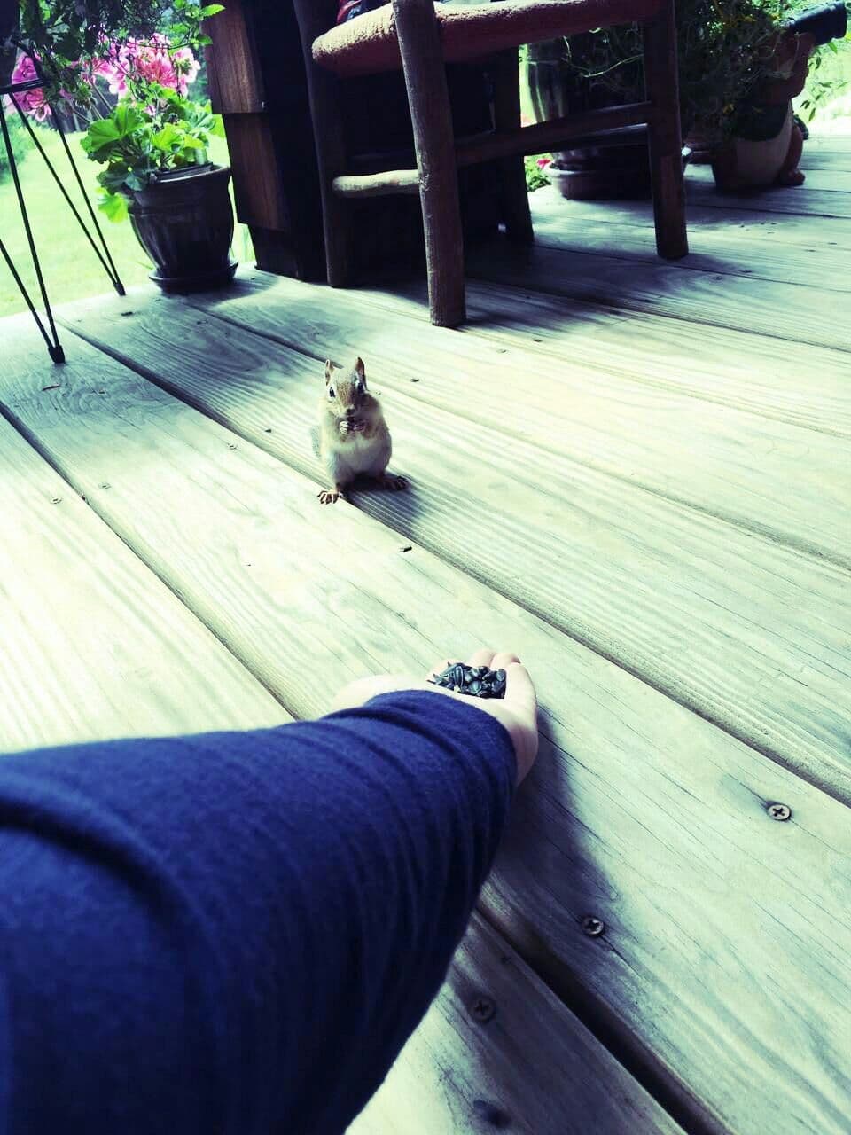 feeding Chipmunk
