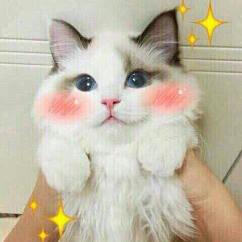 котик