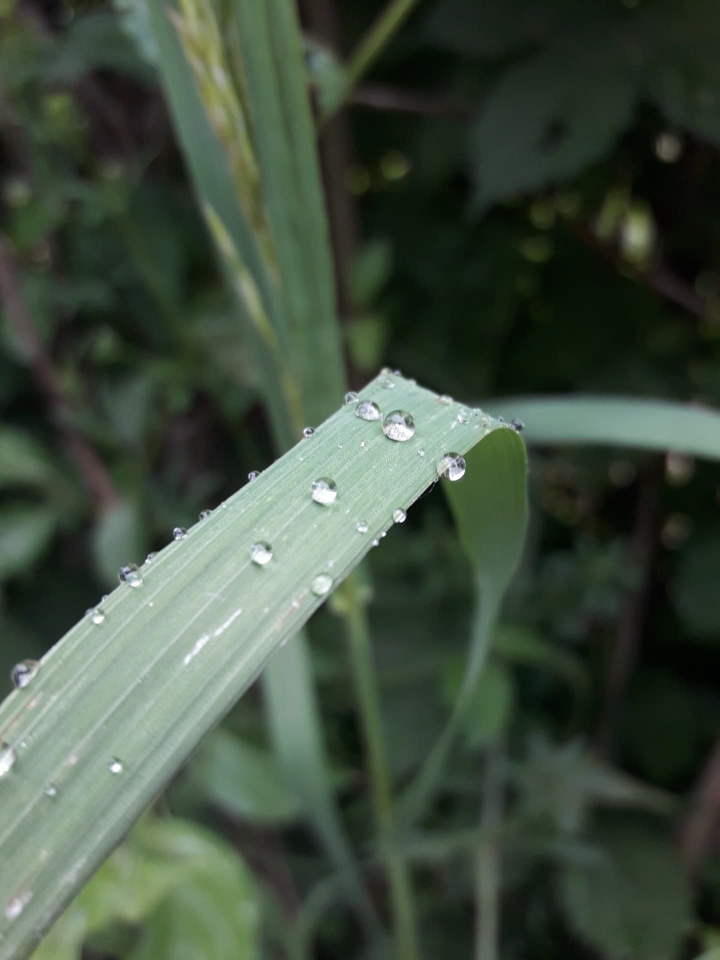 After Rain