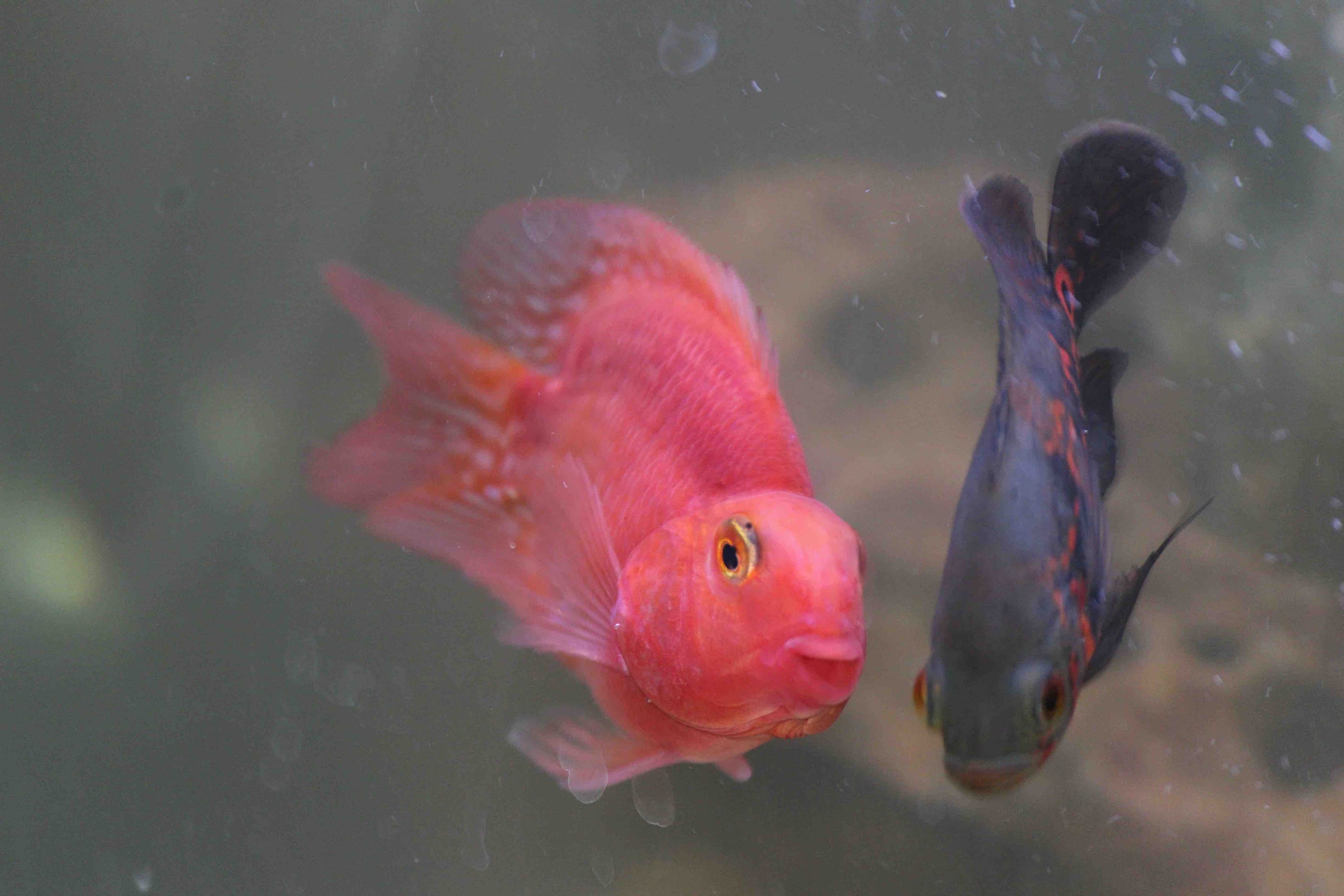 underwater world