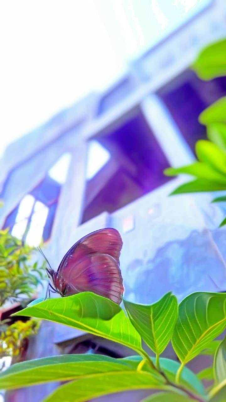 rising up to fly