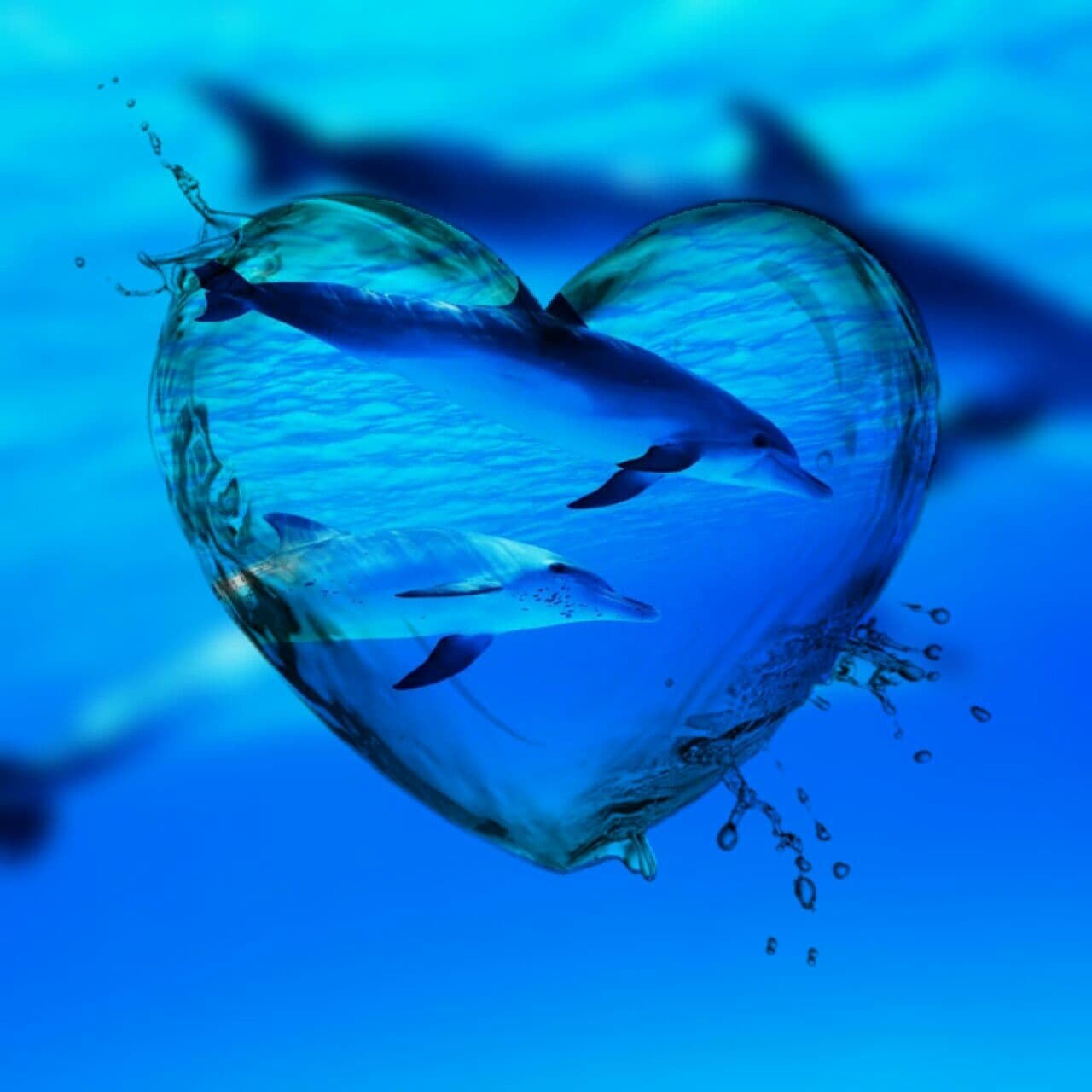 Dolphins ❤