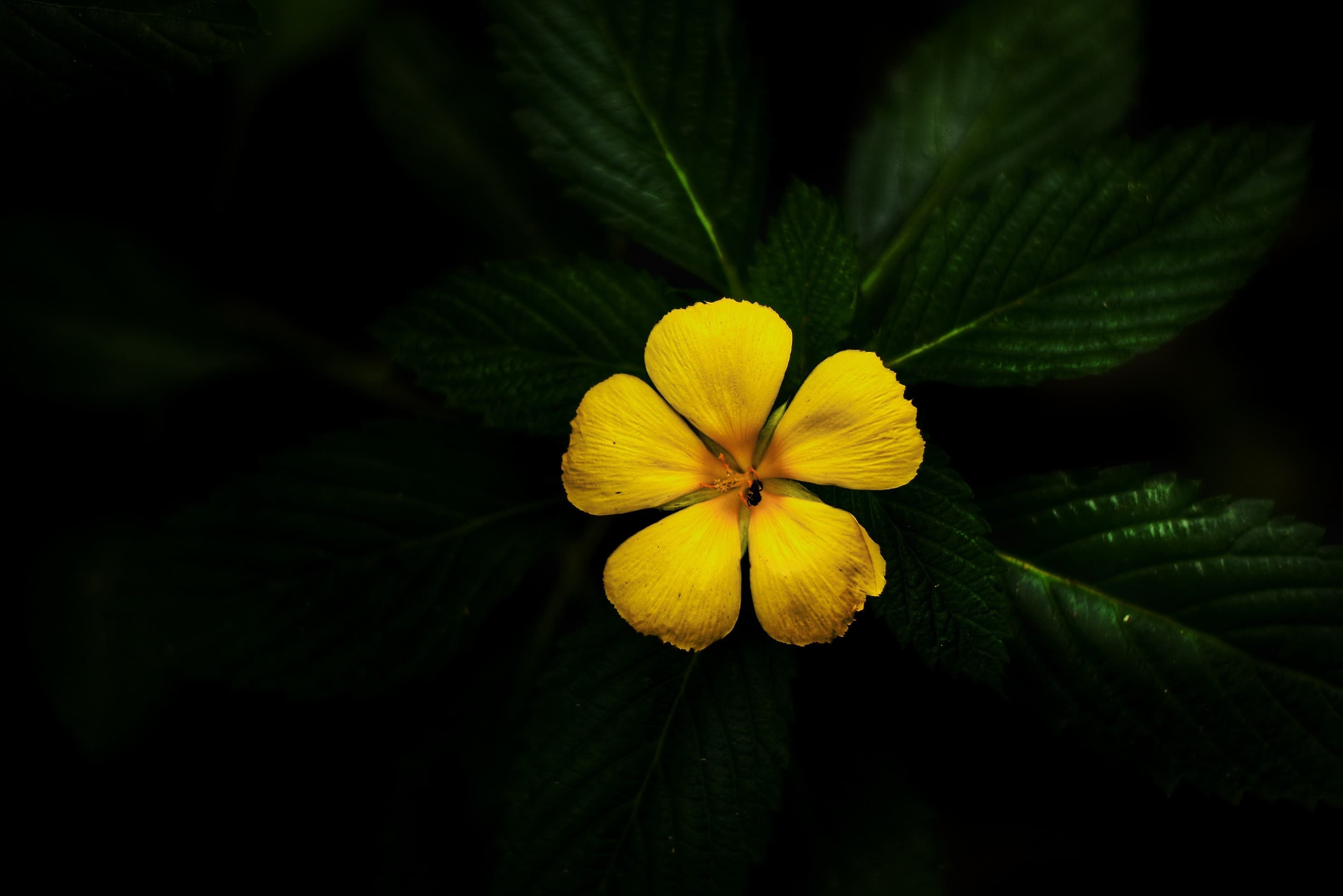 Yellow Flower