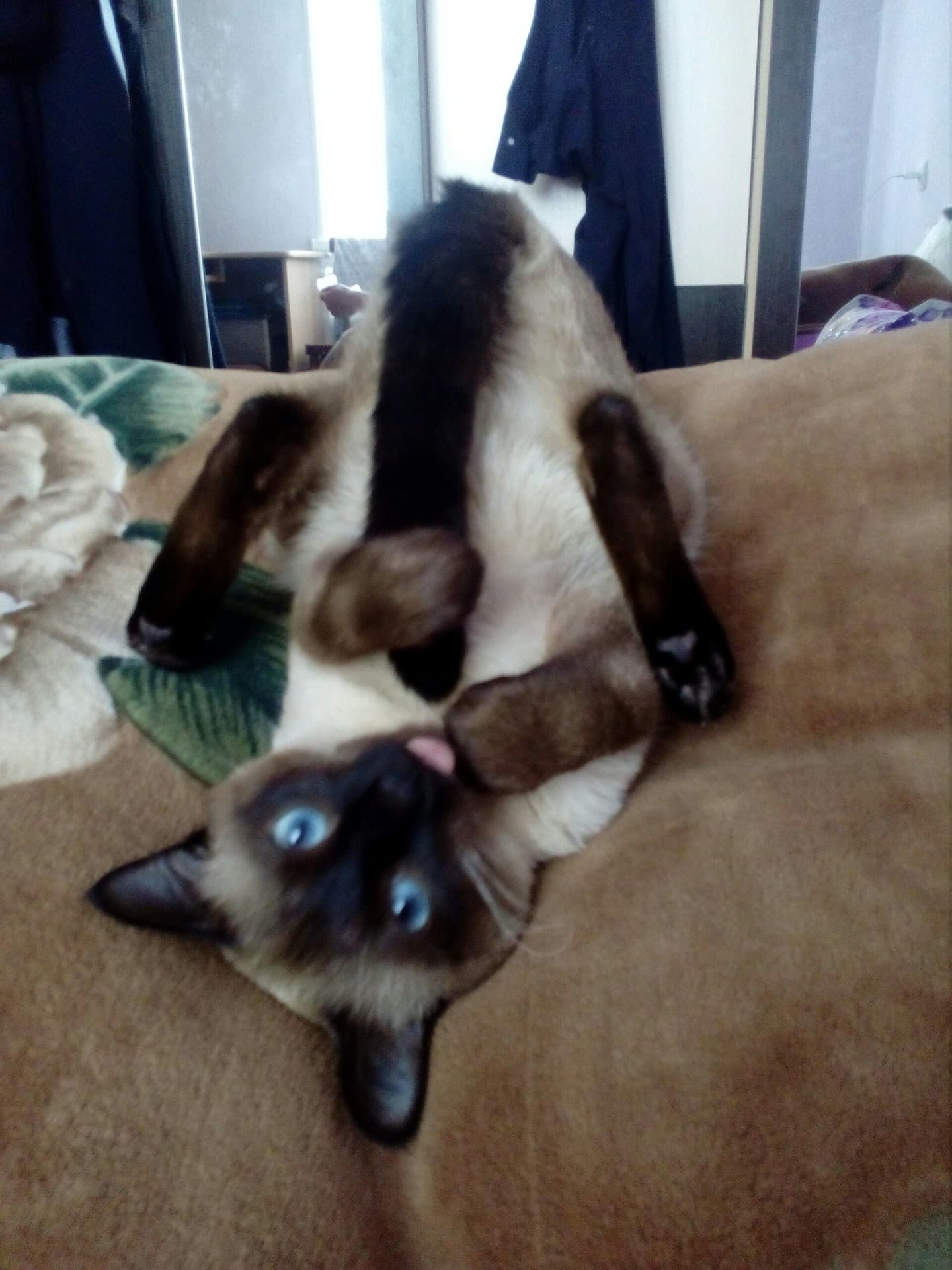 Чудо-котик.