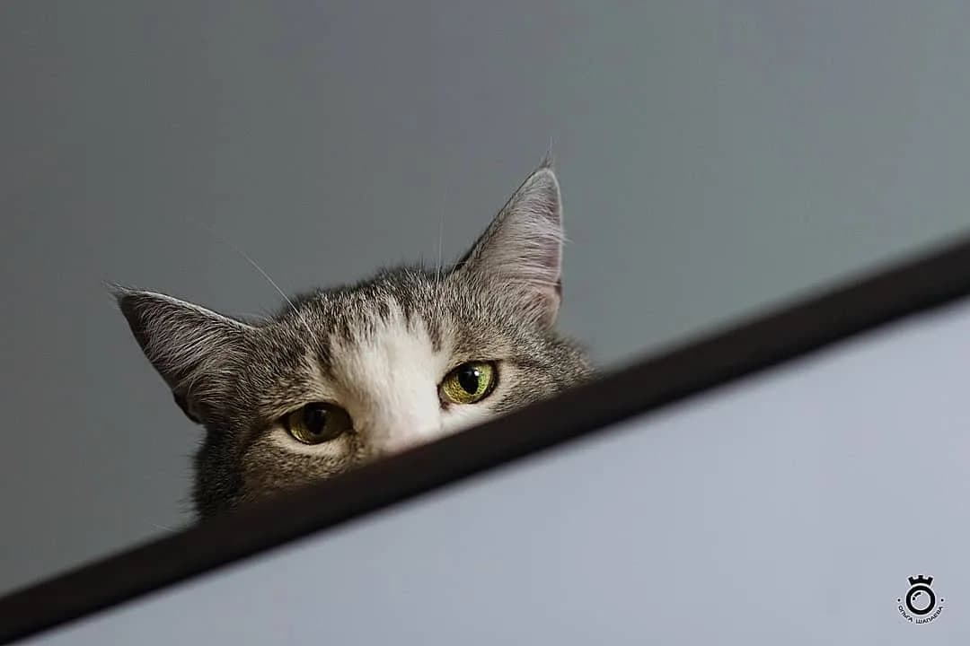 Silent hunting