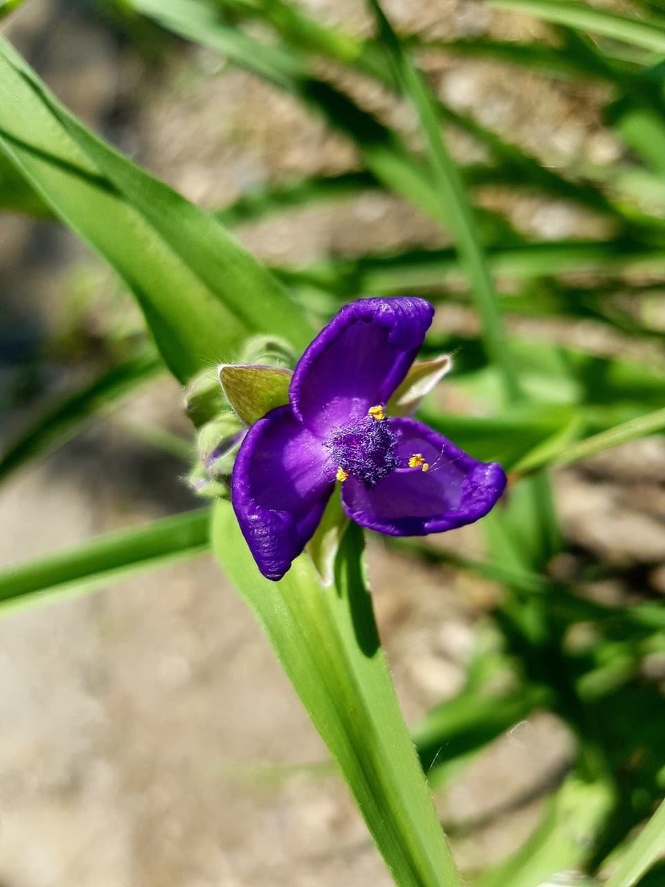 Morning flower