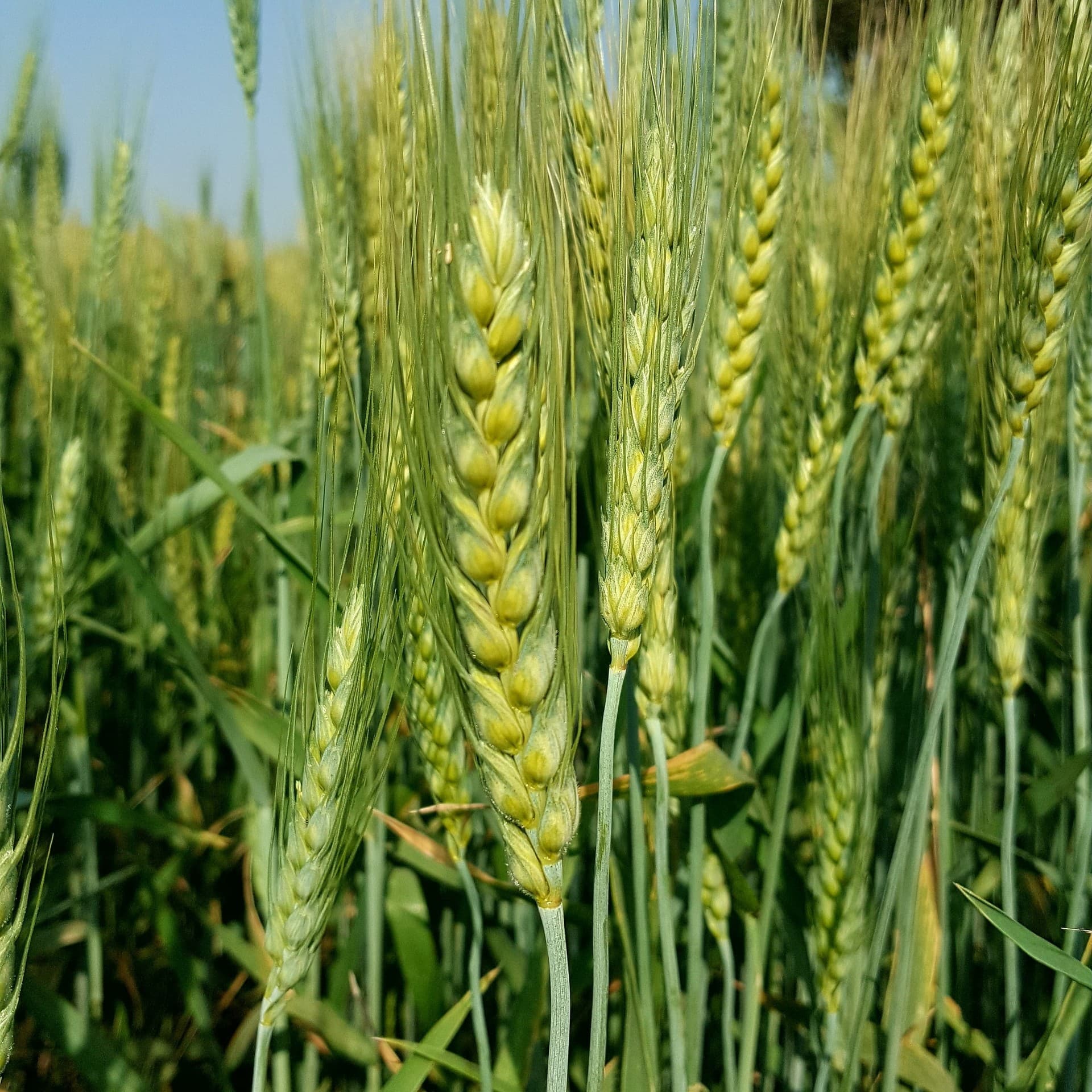 raw wheat