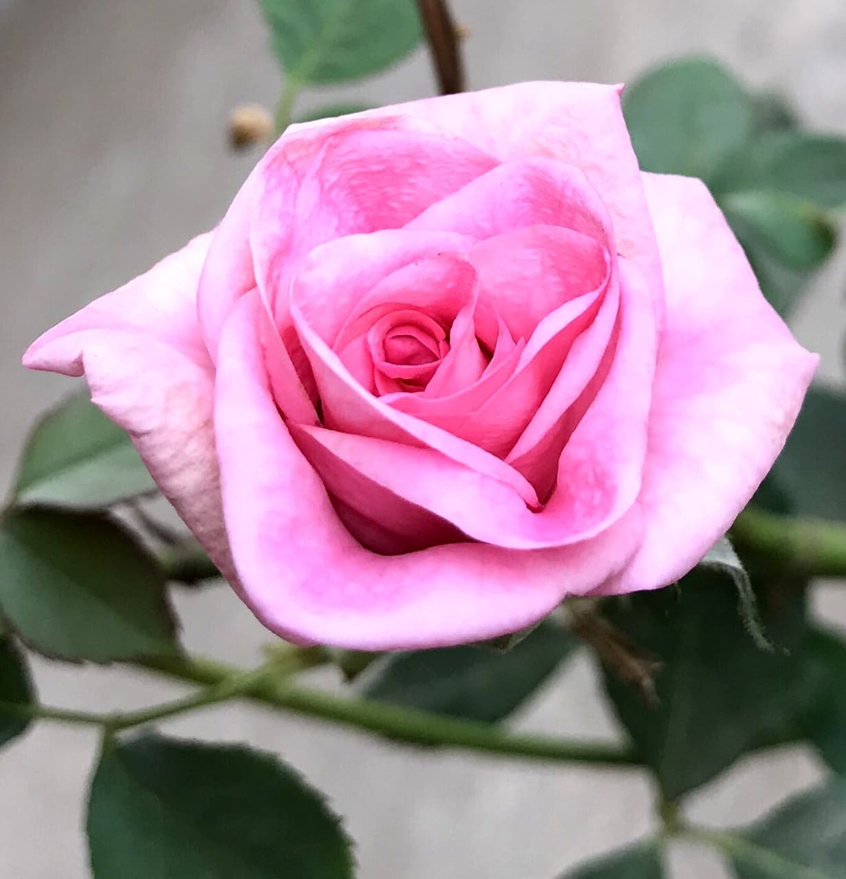 #pink #rose