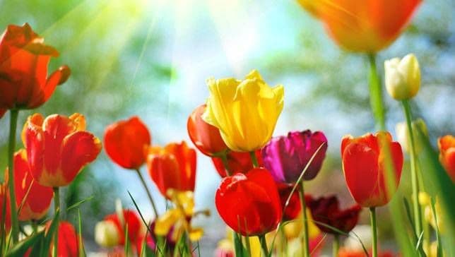 flowers