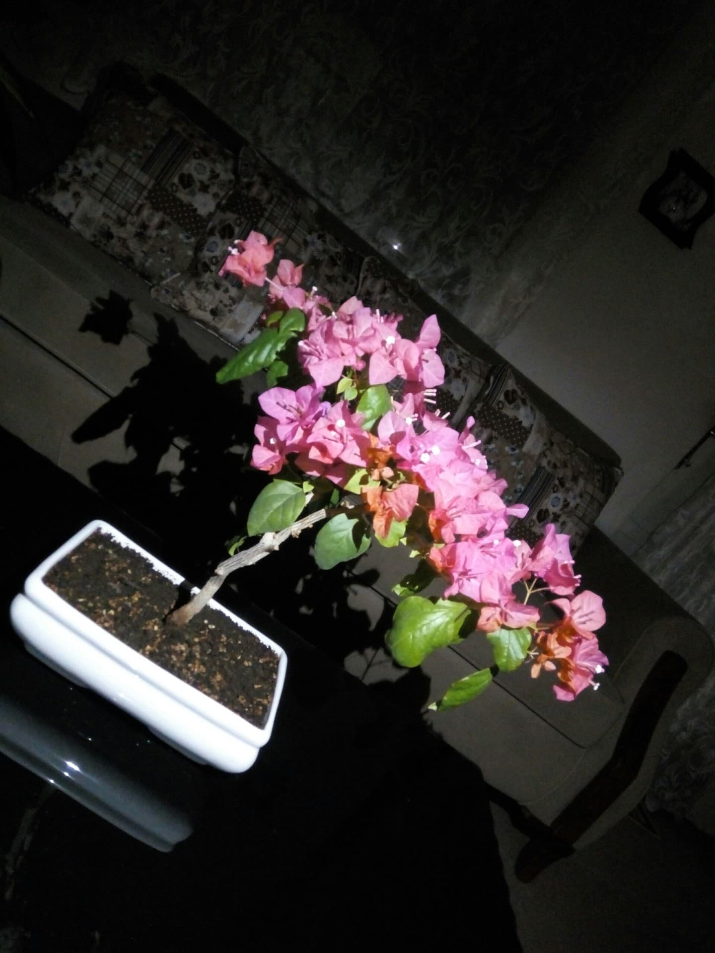 bonsai