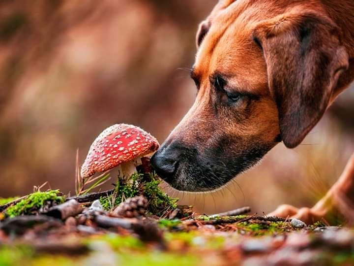dog