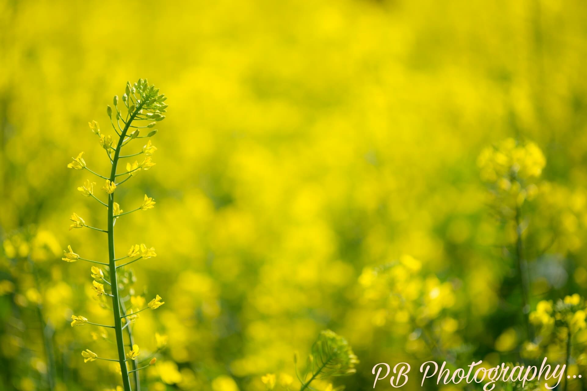 PB Photography