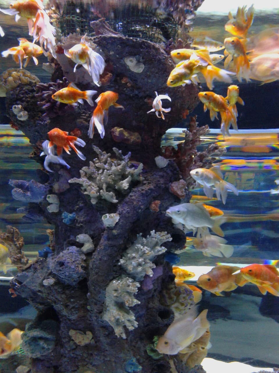 fish риф