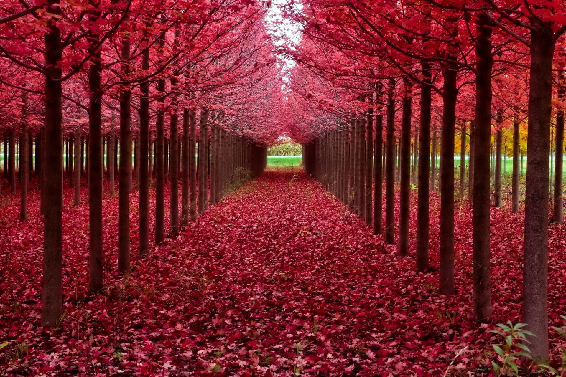 Tree Garden