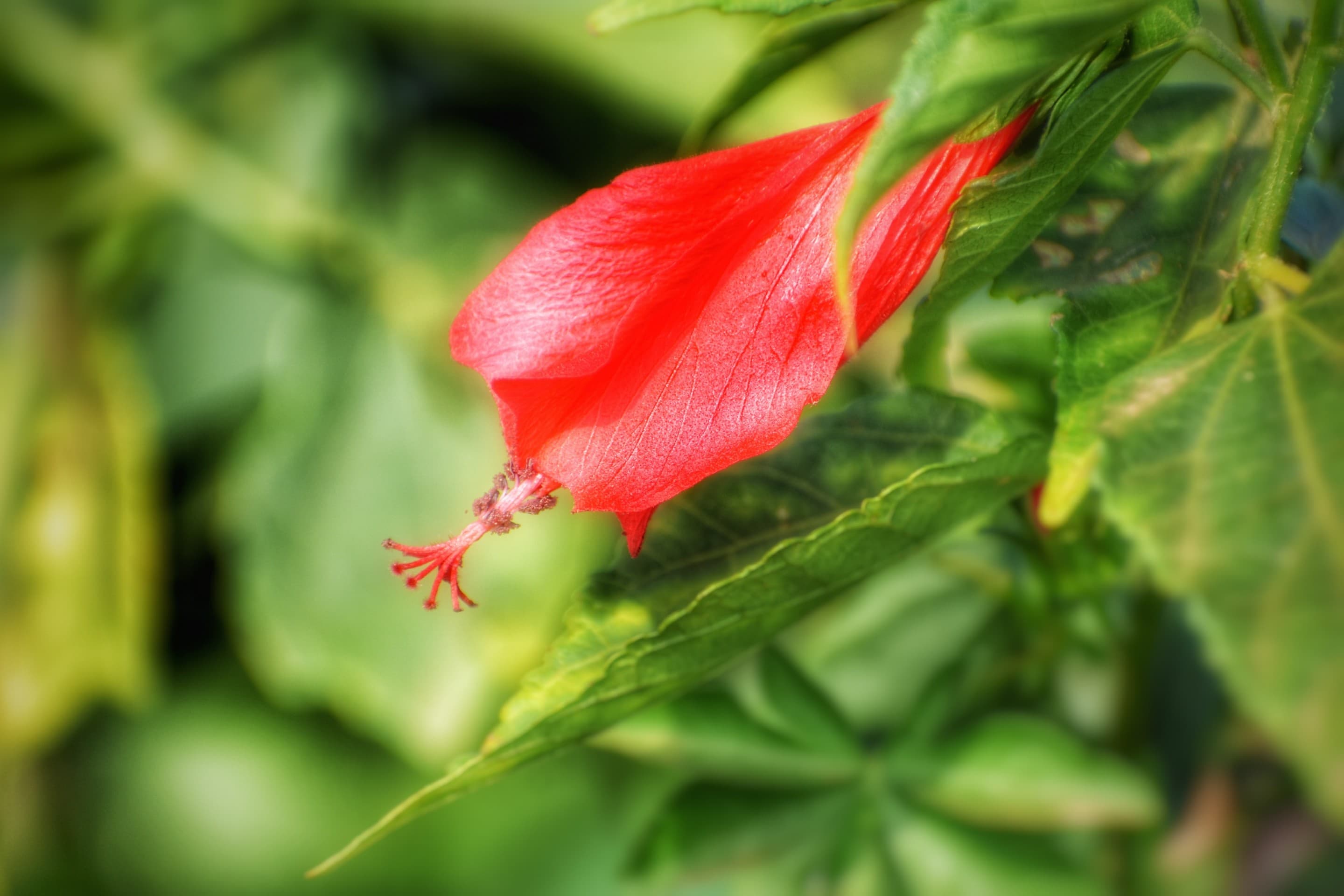 Close-up Nature