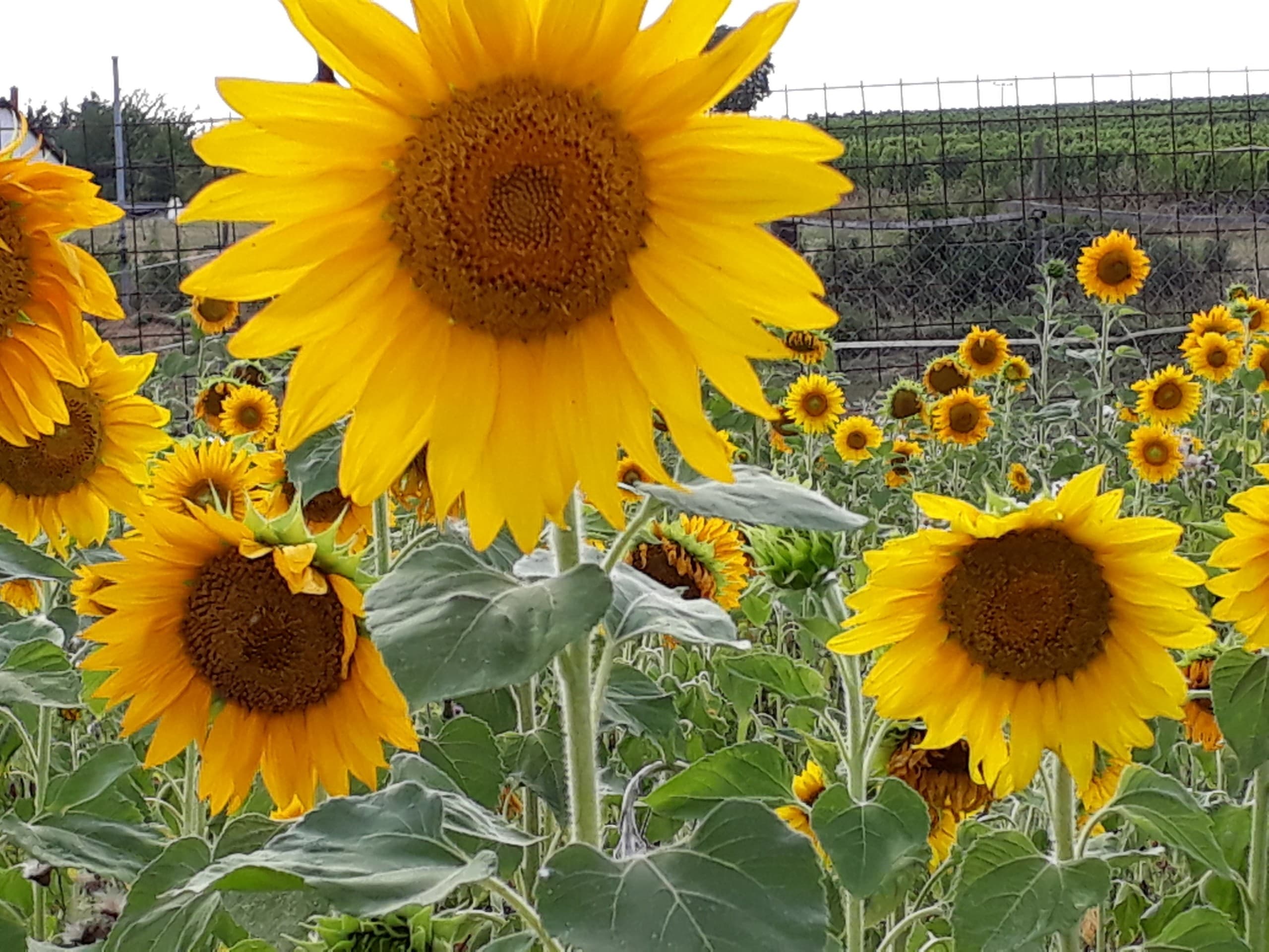 sunflower