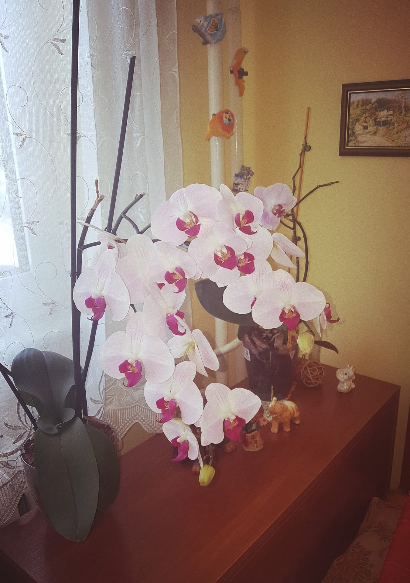 My pretty orchids