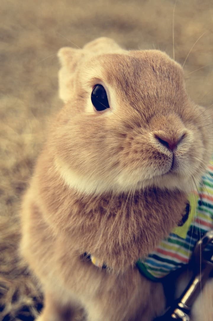 토끼