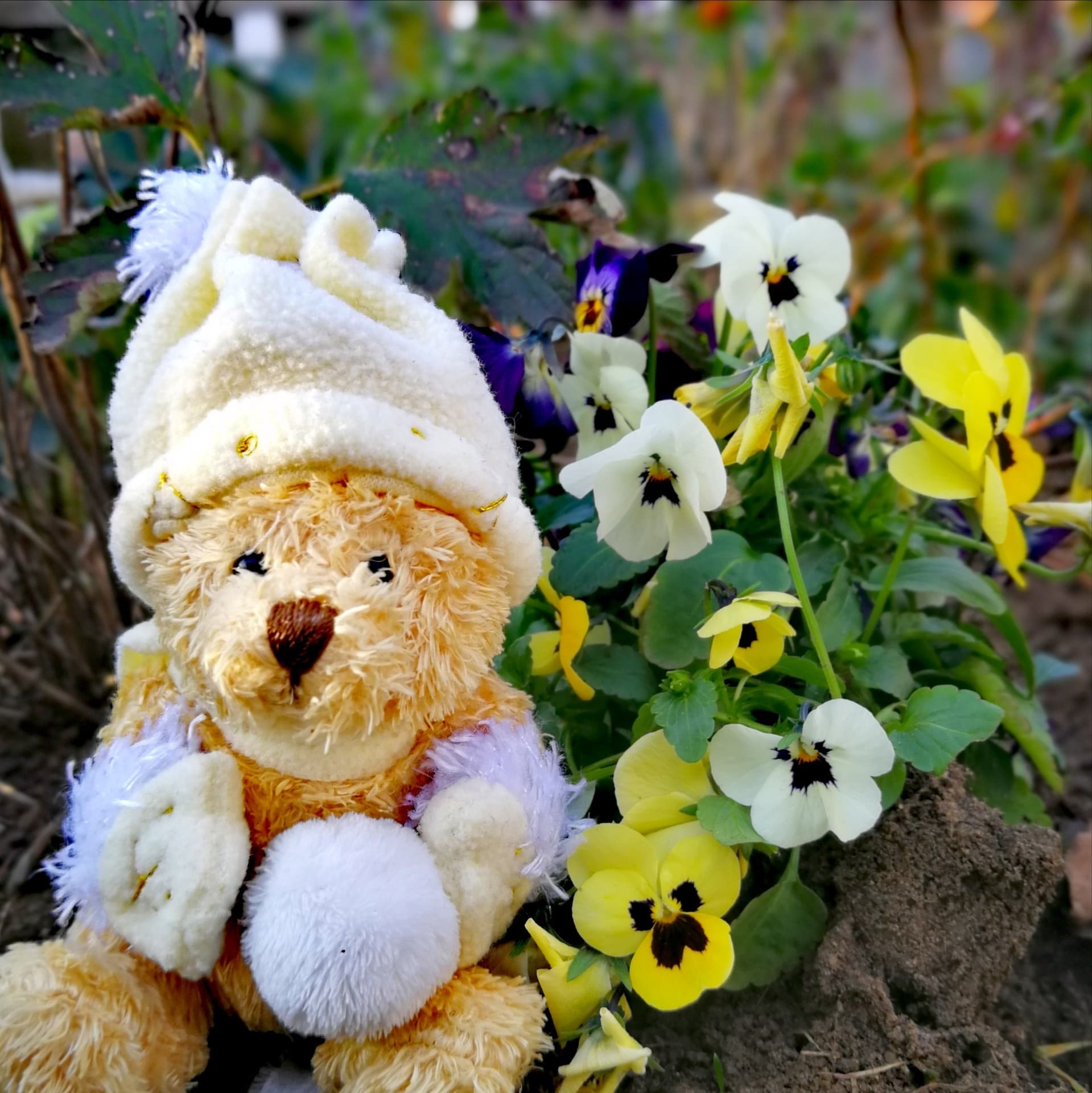 Teddybär im Garten