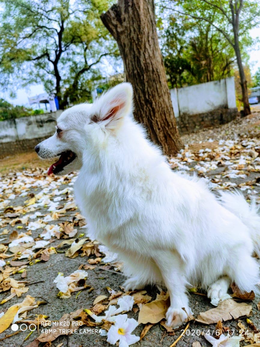 puppy