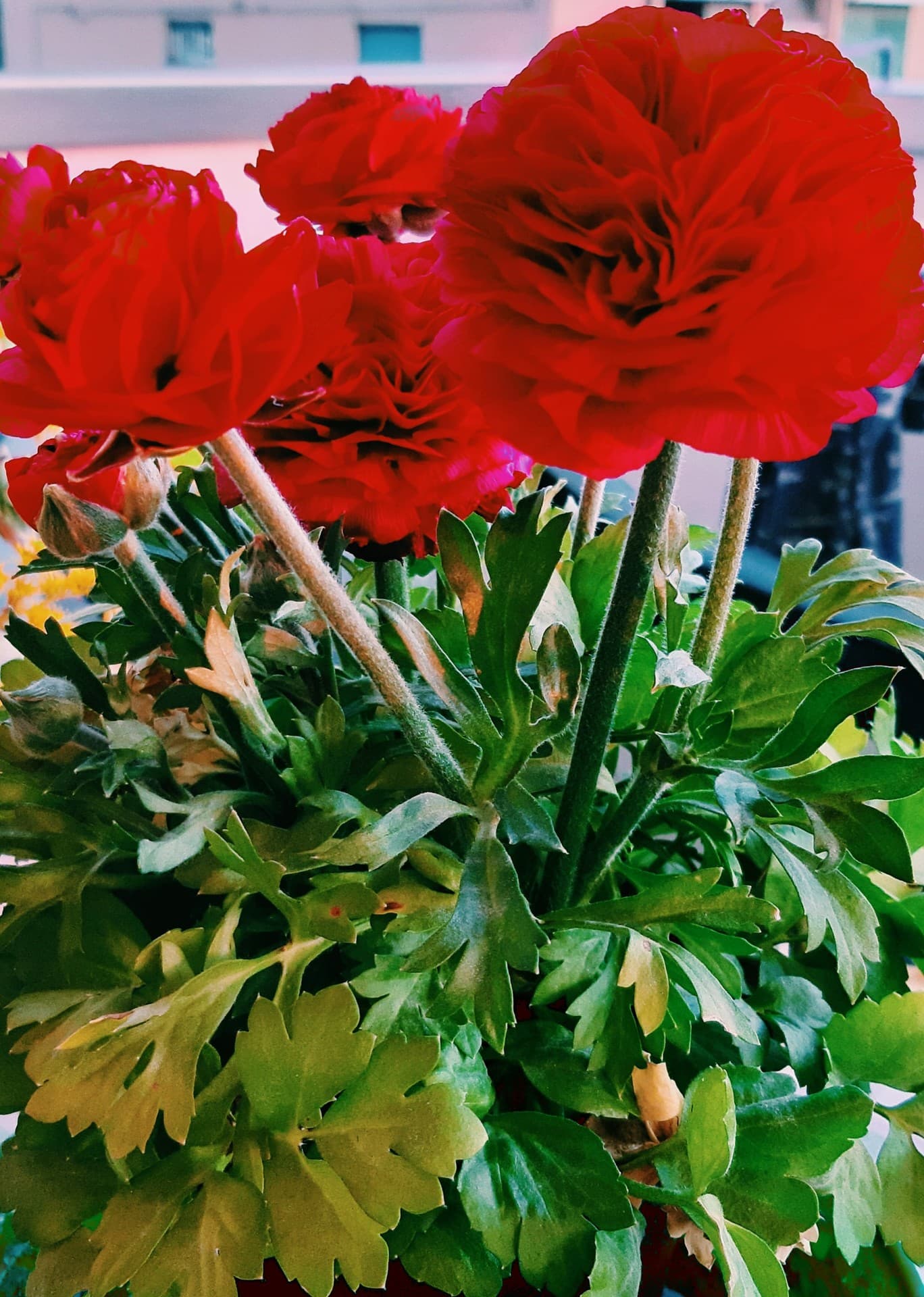 fiori