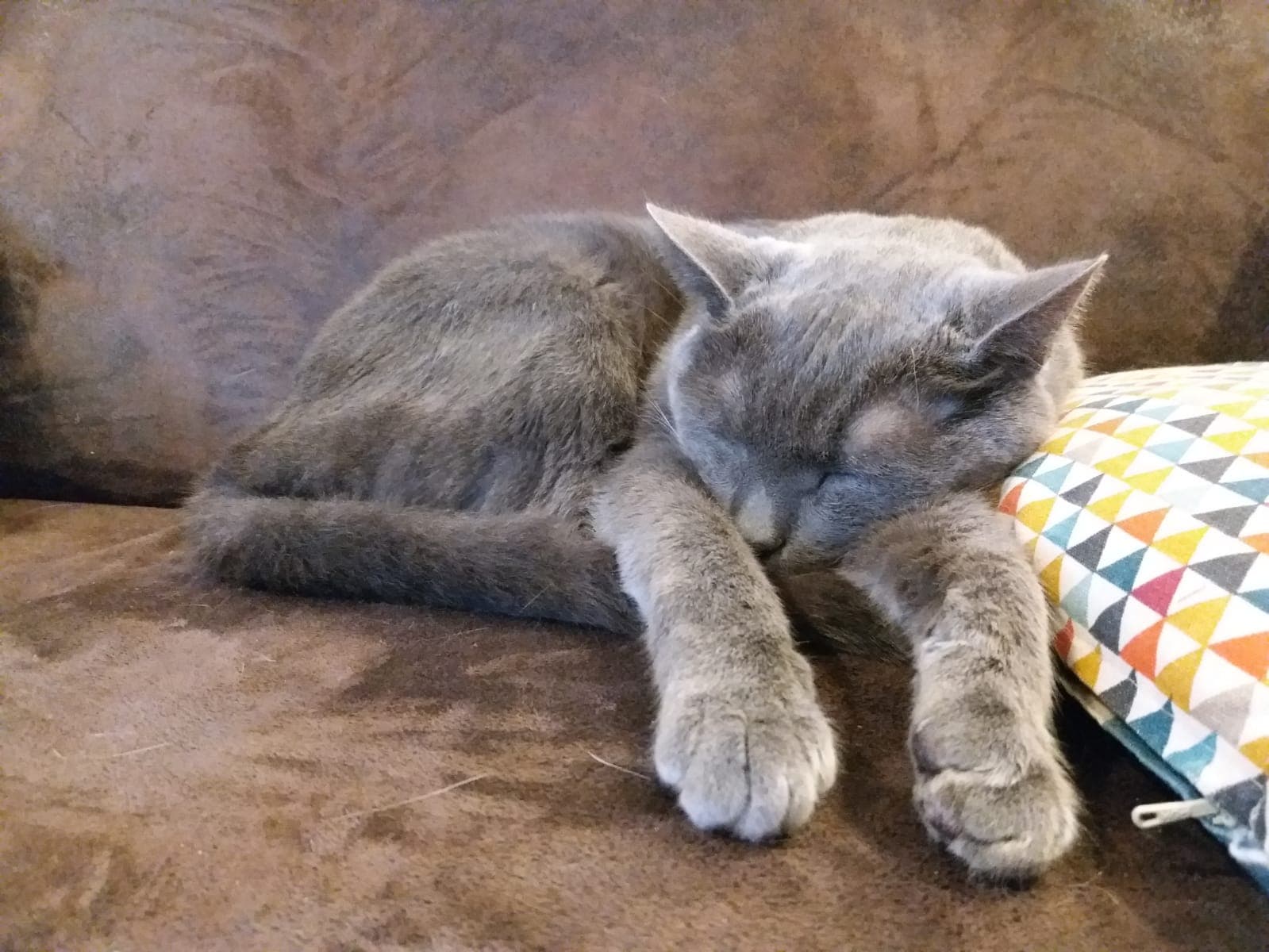 chat