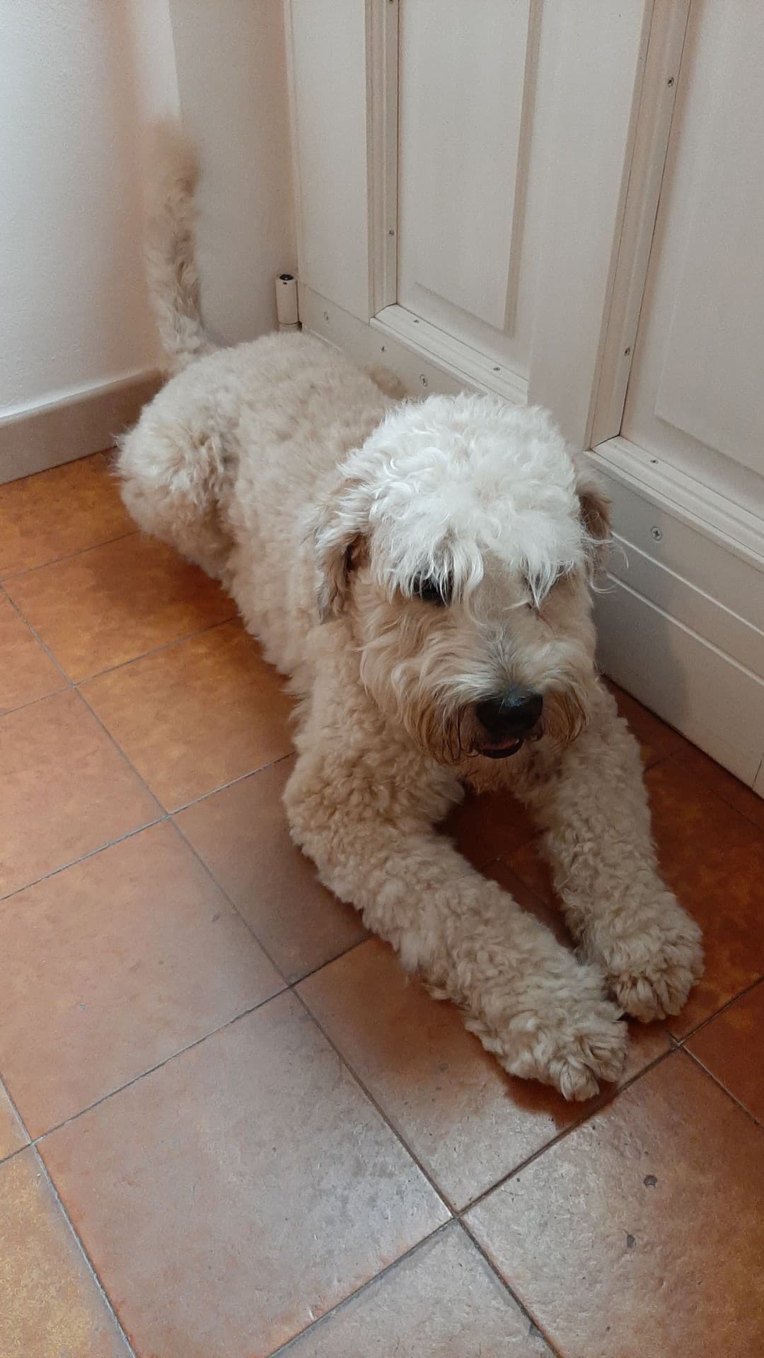 terrier  -   Maui