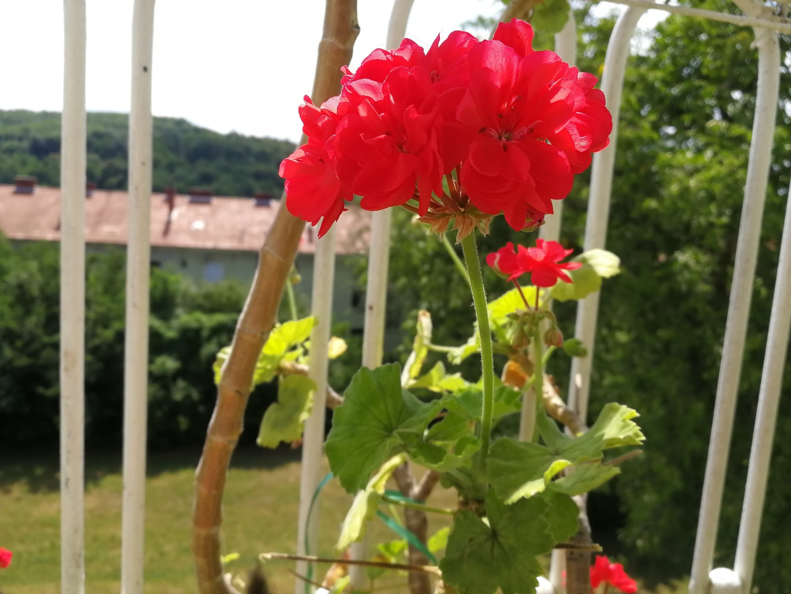 pelargonie