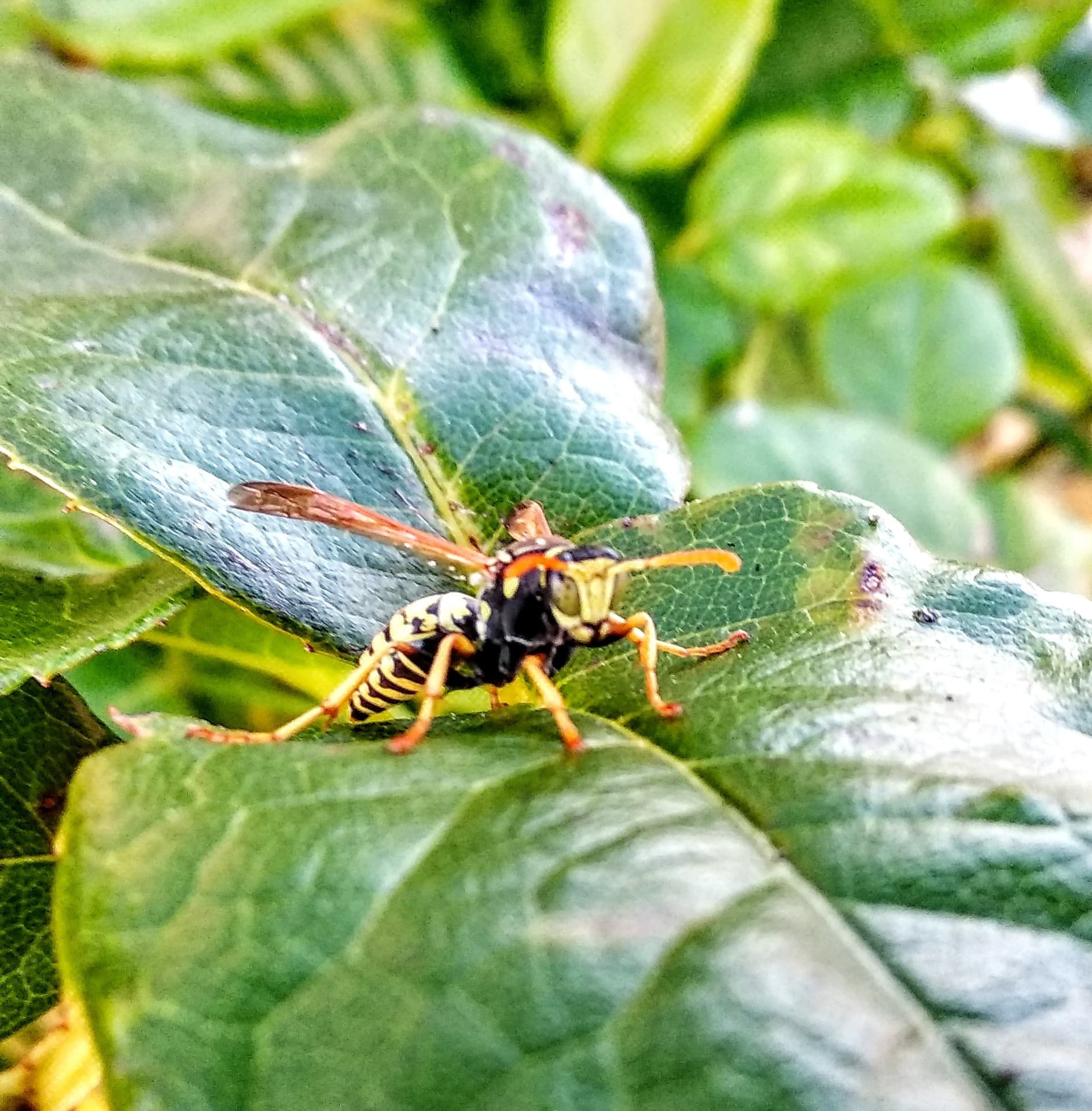 Avispa ?
