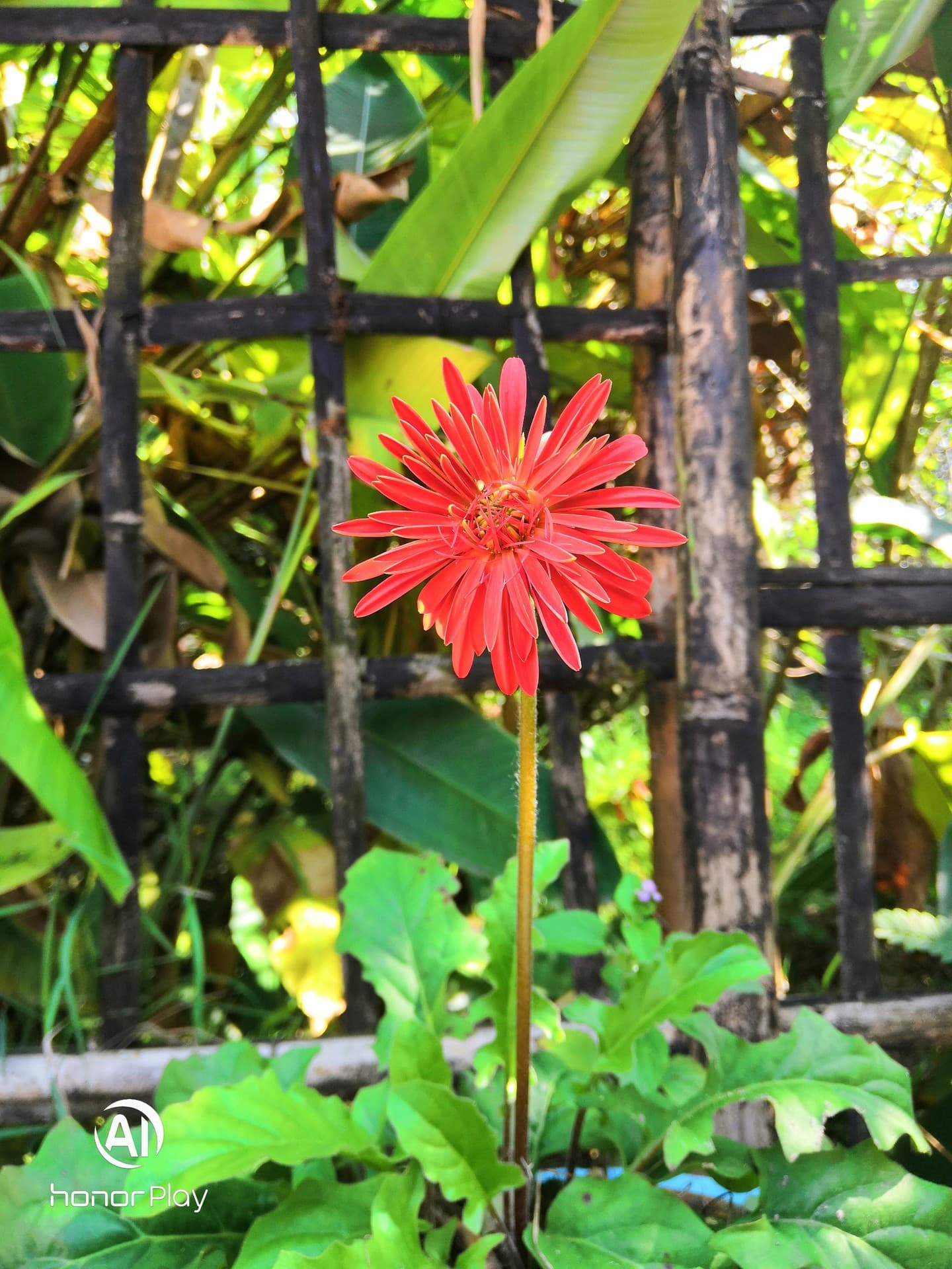 flower