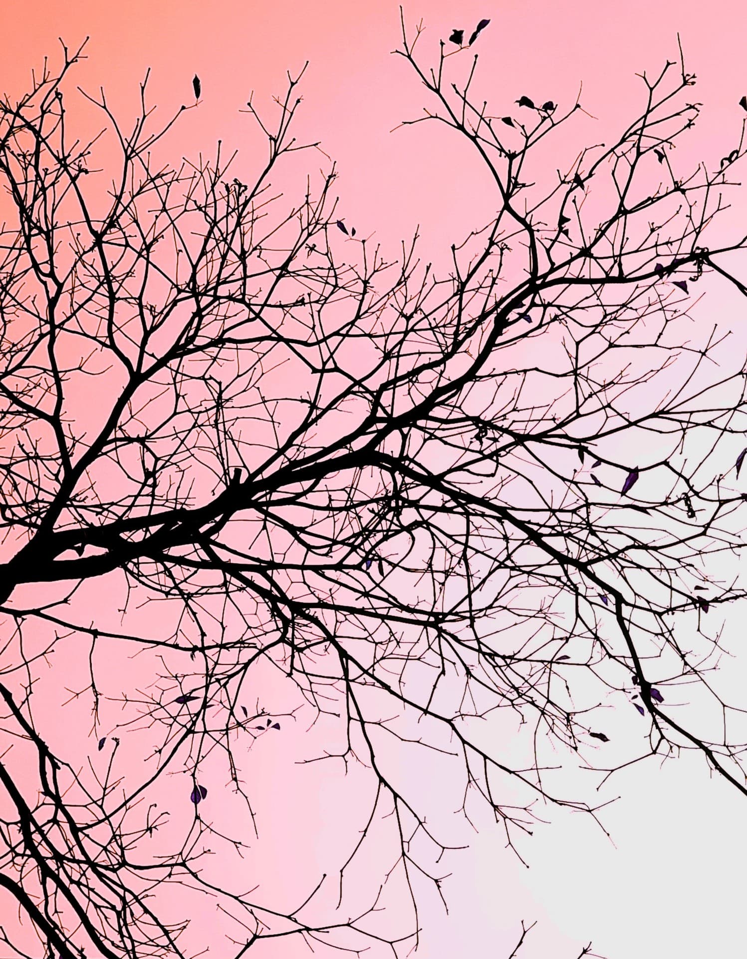 branches