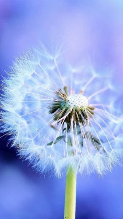 dandelion