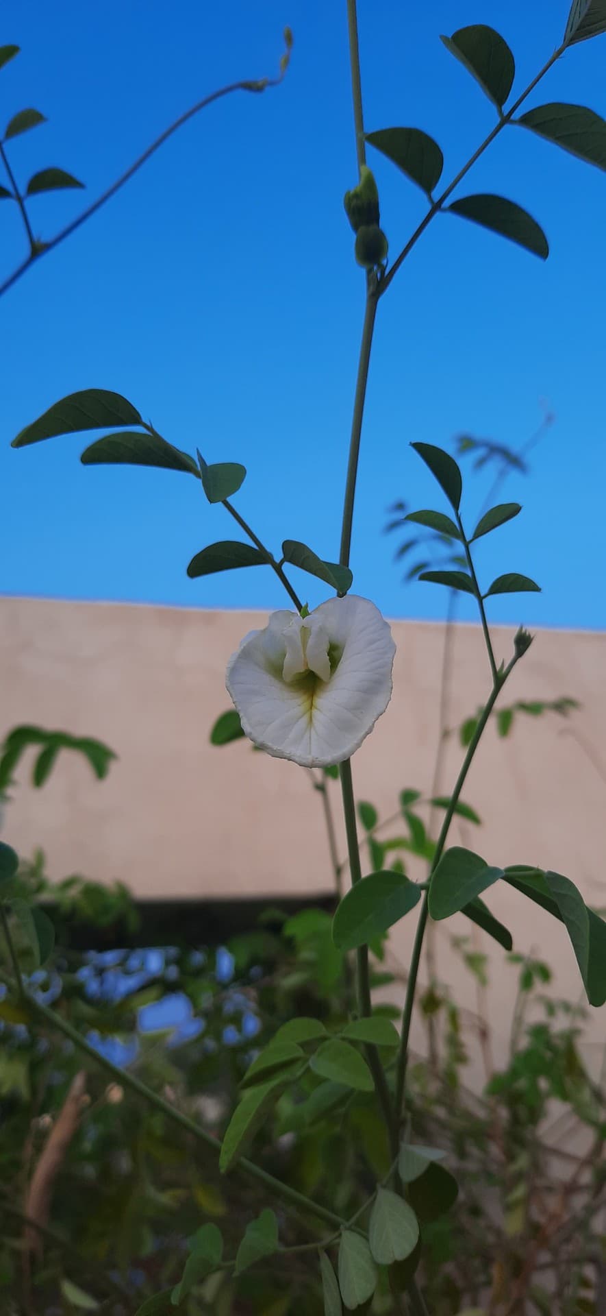 Clitoria ternatea