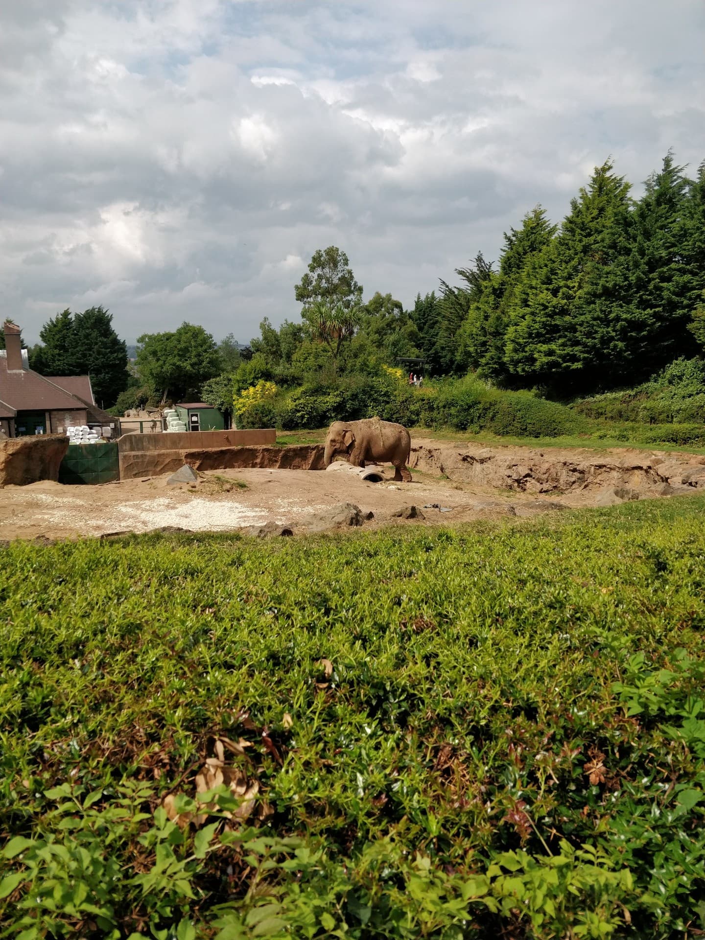 elephant